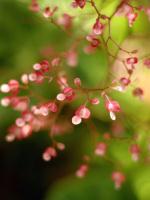 String of Pink�